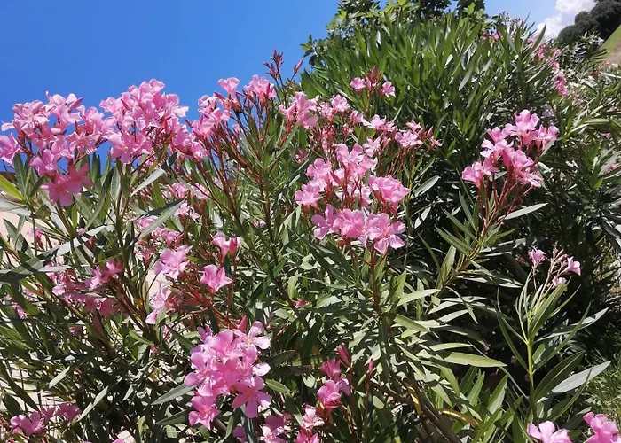 Agriturismo Nuvolino Monzambano